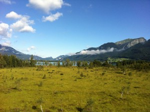 slinklingmos sommer